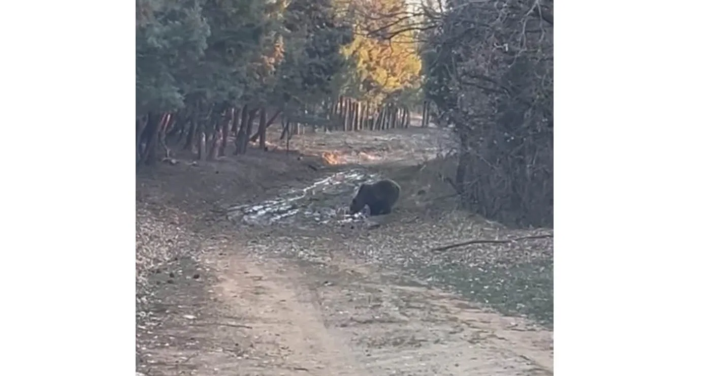 Αρκούδα έκανε την πρωινή της βόλτα στο Κουρί Πτολεμαΐδας (Βίντεο)