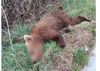 Τροχαίο με νεκρό αρκουδάκι έξω από το Δροσερό Κοζάνης