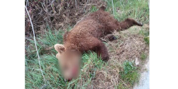 Τροχαίο με νεκρό αρκουδάκι έξω από το Δροσερό Κοζάνης