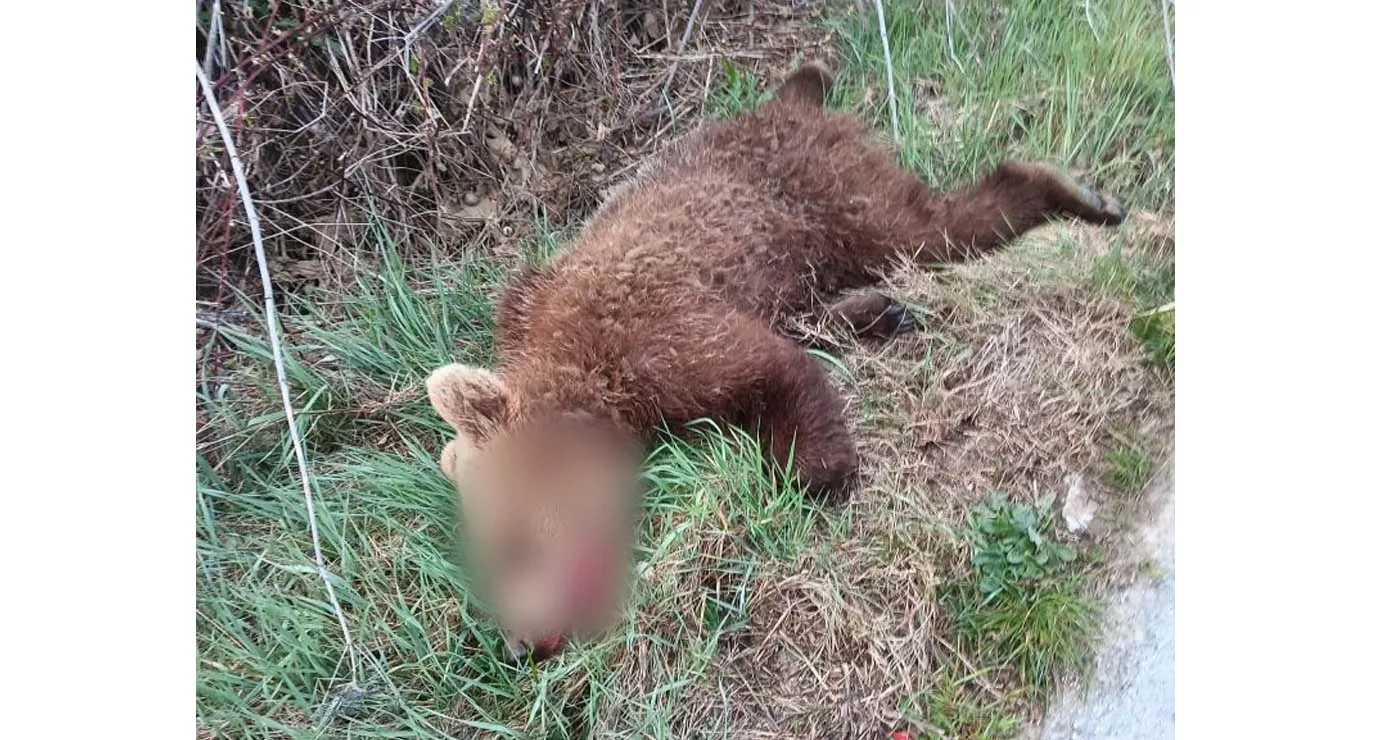 Τροχαίο με νεκρό αρκουδάκι έξω από το Δροσερό Εορδαίας