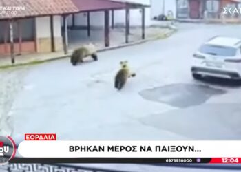 Απίστευτη εικόνα σε χωριό της Εορδαίας: Αρκούδες παίζουν κυνηγητό (video)