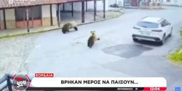 Απίστευτη εικόνα σε χωριό της Εορδαίας: Αρκούδες παίζουν κυνηγητό (video)