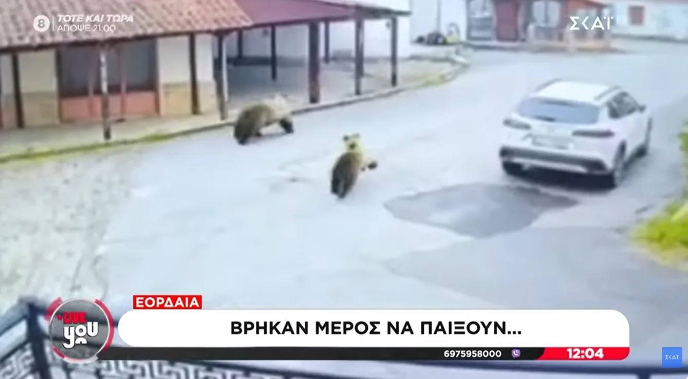 Απίστευτη εικόνα σε χωριό της Εορδαίας: Αρκούδες παίζουν κυνηγητό (video)