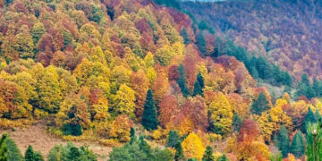 Κινητοποίηση σε όλη τη Δυτική Μακεδονία για τα δάση – τι προγραμματίζεται με αφορμή την Παγκόσμια Ημέρα Δασών