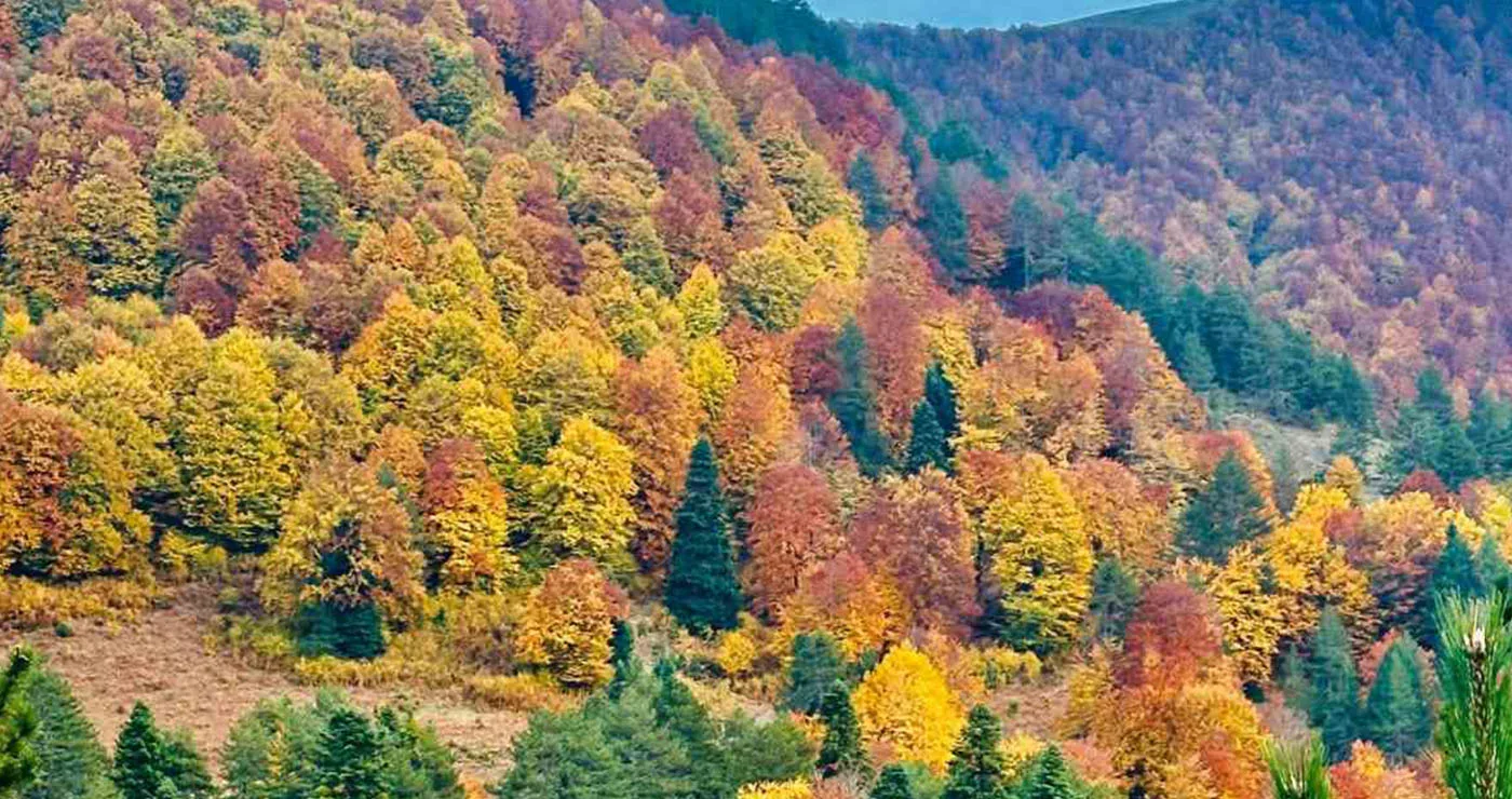 Κινητοποίηση σε όλη τη Δυτική Μακεδονία για τα δάση – τι προγραμματίζεται με αφορμή την Παγκόσμια Ημέρα Δασών