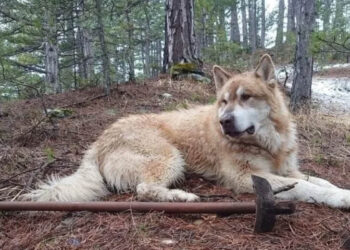 Ο Σμόλικας αποχαιρετά τον σκύλο-σύμβολο που γνώρισαν και πολλοί ορειβάτες από τη Δυτική Μακεδονία