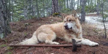 Ο Σμόλικας αποχαιρετά τον σκύλο-σύμβολο που γνώρισαν και πολλοί ορειβάτες από τη Δυτική Μακεδονία