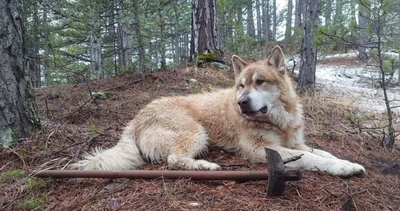 Ο Σμόλικας αποχαιρετά τον σκύλο-σύμβολο που γνώρισαν και πολλοί ορειβάτες από τη Δυτική Μακεδονία