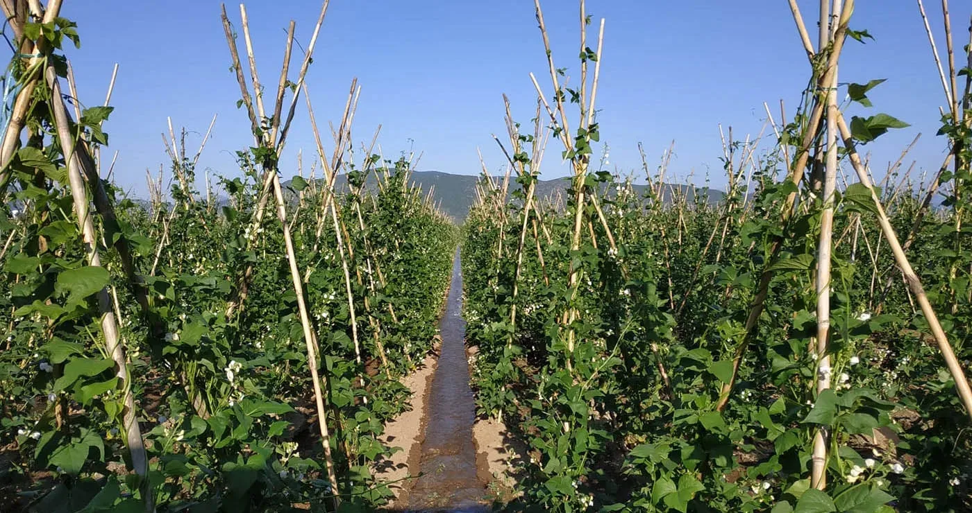 Μία παράδοση δεκαετιών σε κίνδυνο: Η κλιματική αλλαγή χτυπά το φασόλι Πρεσπών και τους παραγωγούς – Μείωση απόδοσης έως και 50%
