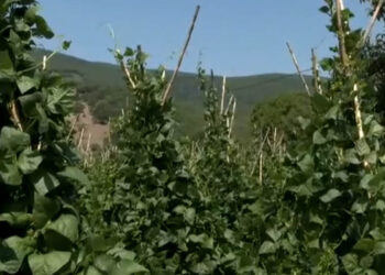 Στην Καστοριά οι τελευταίοι παραγωγοί καλαμωτού φασολιού στην Ευρώπη- «Μάχη» με τα αυξημένα κόστη παραγωγής