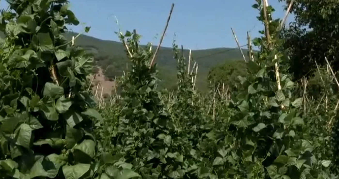 Στην Καστοριά οι τελευταίοι παραγωγοί καλαμωτού φασολιού στην Ευρώπη- «Μάχη» με τα αυξημένα κόστη παραγωγής