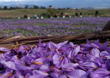 Μοντέλο ιδιωτικής επιχείρησης και είσοδος στα φαρμακεία για τον Συνεταιρισμό Κροκού Κοζάνης
