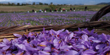 Μοντέλο ιδιωτικής επιχείρησης και είσοδος στα φαρμακεία για τον Συνεταιρισμό Κροκού Κοζάνης