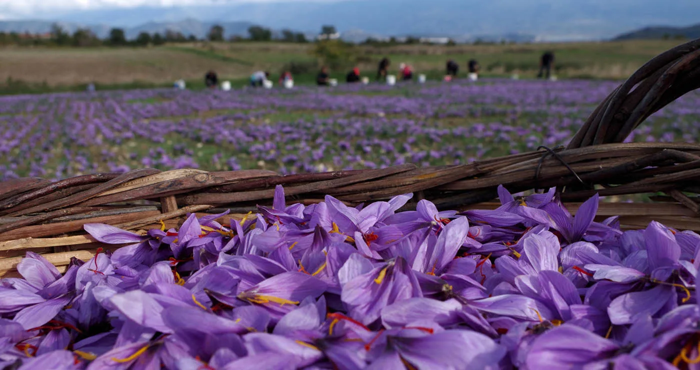 Μοντέλο ιδιωτικής επιχείρησης και είσοδος στα φαρμακεία για τον Συνεταιρισμό Κροκού Κοζάνης