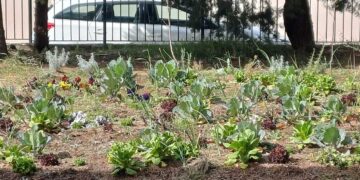 Προοδεύει ο σχολικός λαχανόκηπος των μικρών μαθητών της Ασβεστόπετρας!