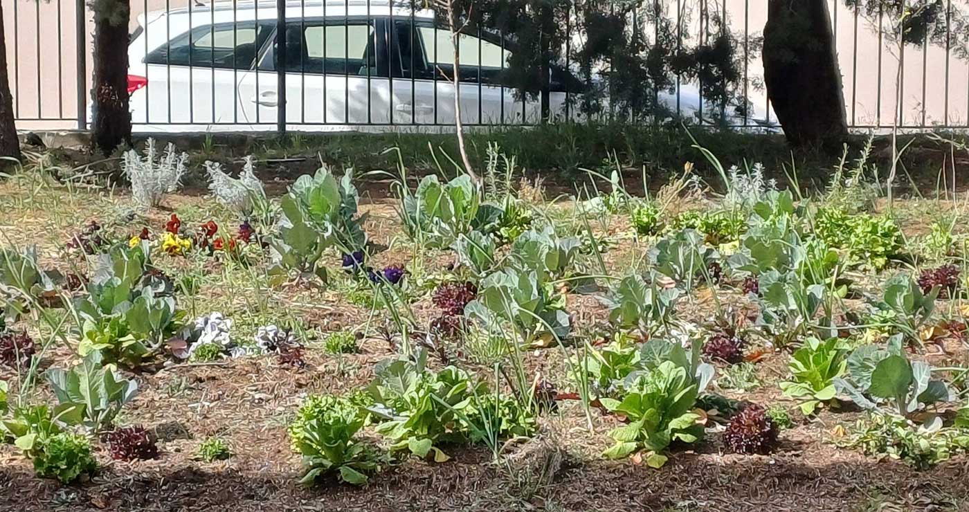 Προοδεύει ο σχολικός λαχανόκηπος των μικρών μαθητών της Ασβεστόπετρας!