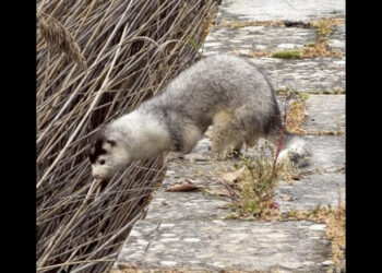 «Καστοριά: “Πολιορκία” από τα μινκ – Από τις όχθες της λίμνης μέχρι τις αυλές των σπιτιών»