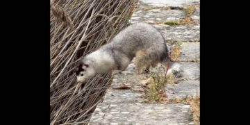 «Καστοριά: “Πολιορκία” από τα μινκ – Από τις όχθες της λίμνης μέχρι τις αυλές των σπιτιών»