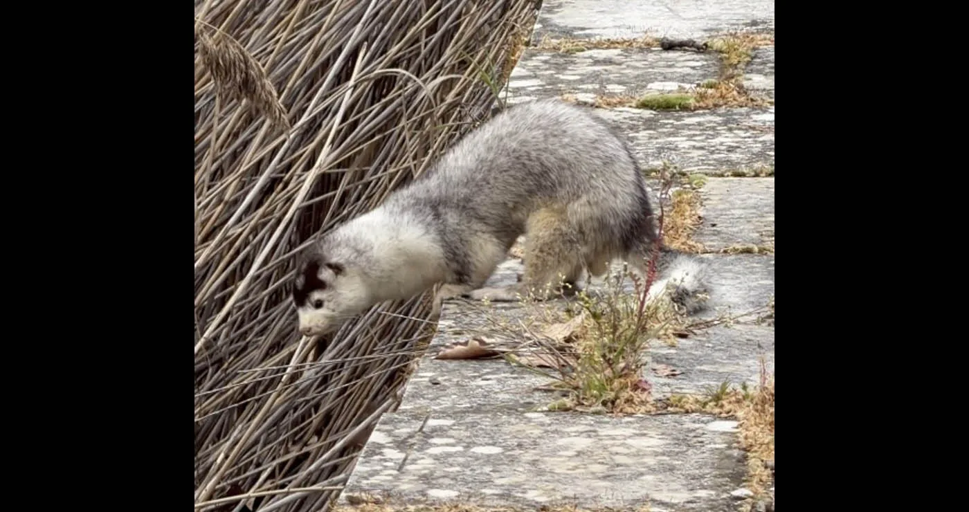 «Καστοριά: “Πολιορκία” από τα μινκ – Από τις όχθες της λίμνης μέχρι τις αυλές των σπιτιών»