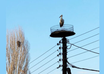 Ο πρώτος πελαργός έφτασε στη Νίκη Φλώρινας