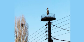 Ο πρώτος πελαργός έφτασε στη Νίκη Φλώρινας