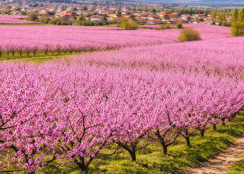 Κοζάνη: Ροζ «ντύθηκε» ο κάμπος του Βελβεντού – Ένα μοναδικό ανοιξιάτικο θέαμα