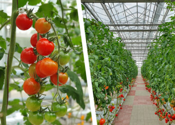 Επίσημα στο ΔΑΜ η επένδυση της Wonderplant για το υδροπονικό θερμοκήπιο τομάτας