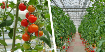 Επίσημα στο ΔΑΜ η επένδυση της Wonderplant για το υδροπονικό θερμοκήπιο τομάτας