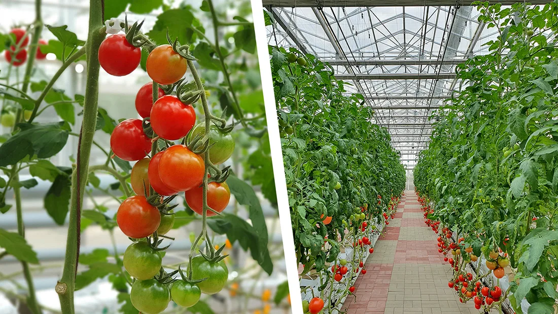 Επίσημα στο ΔΑΜ η επένδυση της Wonderplant για το υδροπονικό θερμοκήπιο τομάτας