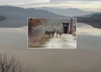 Τρία πανέμορφα ζαρκάδια κάνουν τη βόλτα τους στο Φράγμα Περδίκκα (φωτο)