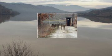 Τρία πανέμορφα ζαρκάδια κάνουν τη βόλτα τους στο Φράγμα Περδίκκα (φωτο)