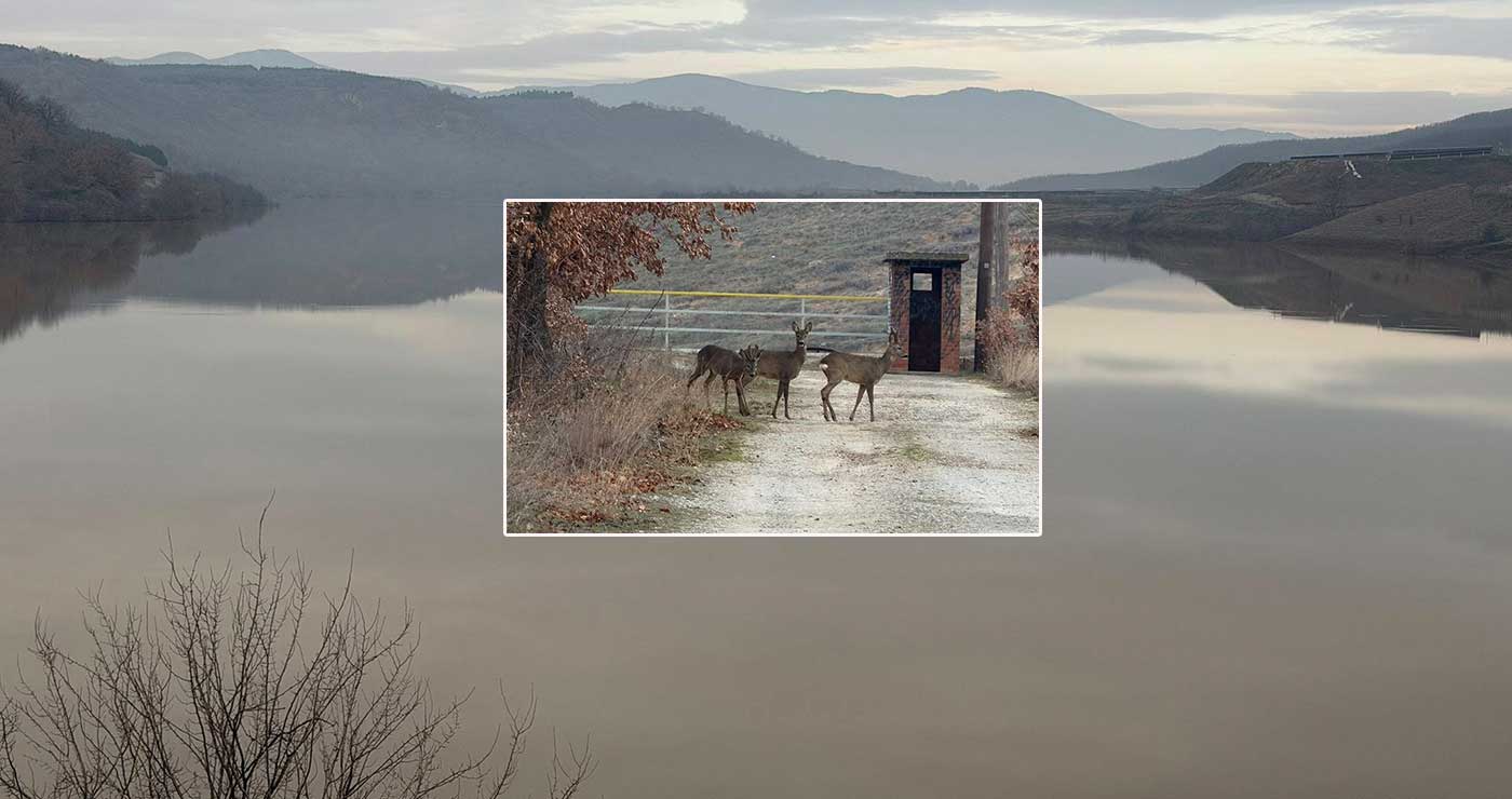 Τρία πανέμορφα ζαρκάδια κάνουν τη βόλτα τους στο Φράγμα Περδίκκα (φωτο)