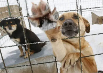 Δύο τσουχτερά πρόστιμα από το Δήμο Κοζάνης σε ιδιοκτήτες ζώων συντροφιάς