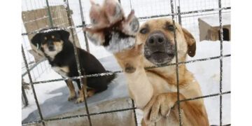 Δύο τσουχτερά πρόστιμα από το Δήμο Κοζάνης σε ιδιοκτήτες ζώων συντροφιάς