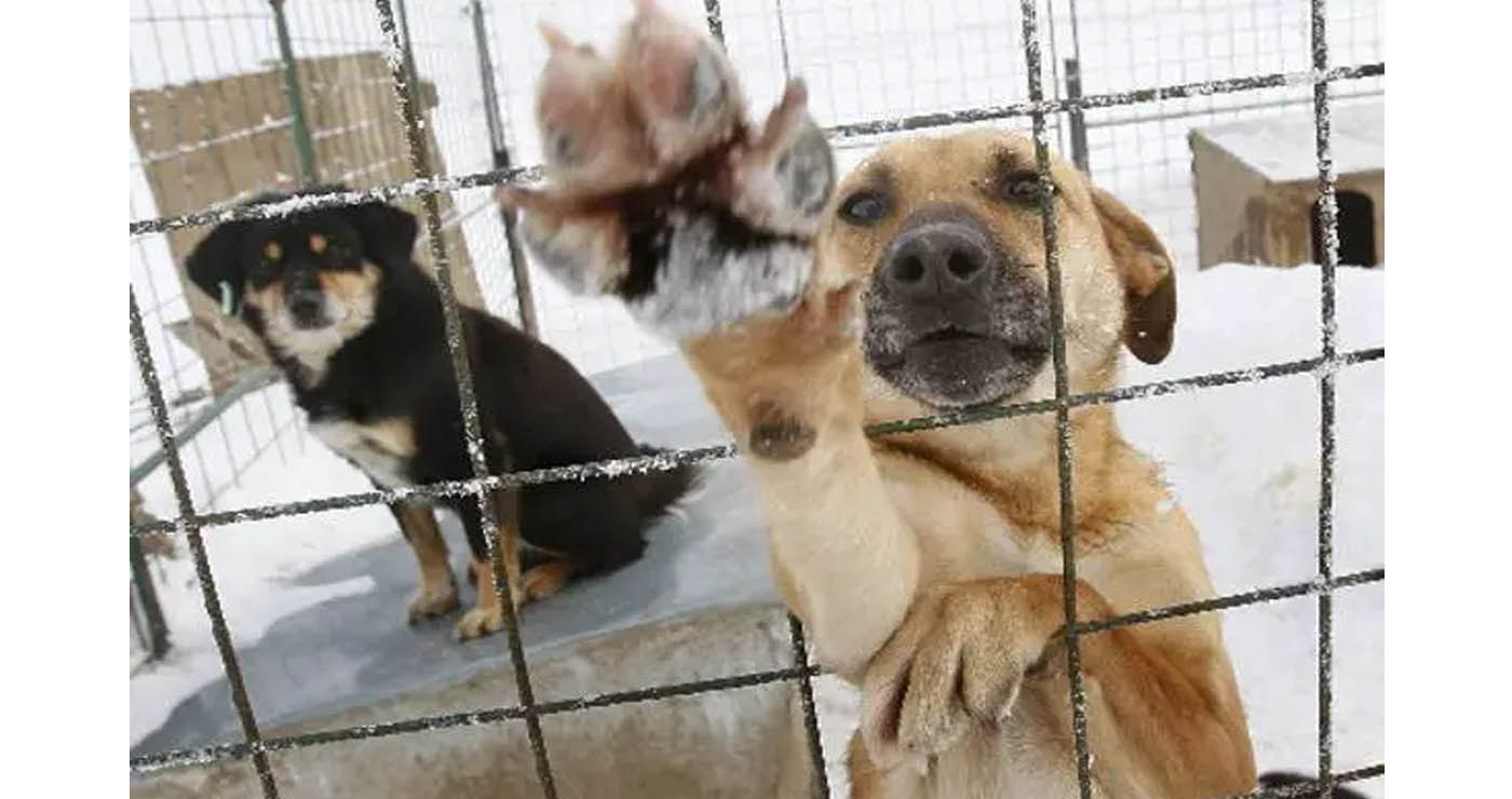 Δύο τσουχτερά πρόστιμα από το Δήμο Κοζάνης σε ιδιοκτήτες ζώων συντροφιάς