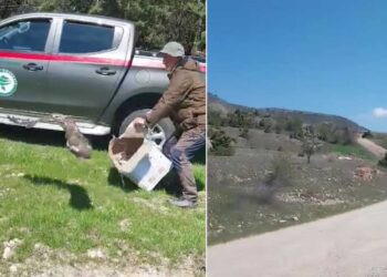 Κοζάνη: Απελευθερώθηκαν και πάλι στη φύση, άγρια πτηνά που είχαν διασωθεί (video)