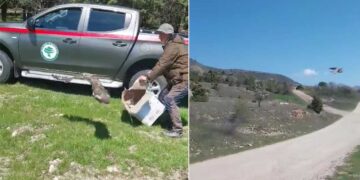 Κοζάνη: Απελευθερώθηκαν και πάλι στη φύση, άγρια πτηνά που είχαν διασωθεί (video)