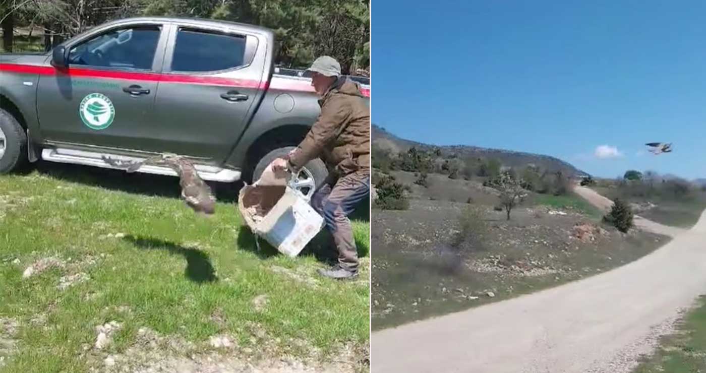 Κοζάνη: Απελευθερώθηκαν και πάλι στη φύση, άγρια πτηνά που είχαν διασωθεί (video)