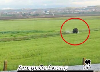 Οι περιπέτειες μιας… αναποφάσιστης αρκούδας! – Ο ΑΝΕΜΟΔΕΙΚΤΗΣ σχολιάζει