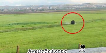 Οι περιπέτειες μιας… αναποφάσιστης αρκούδας! – Ο ΑΝΕΜΟΔΕΙΚΤΗΣ σχολιάζει