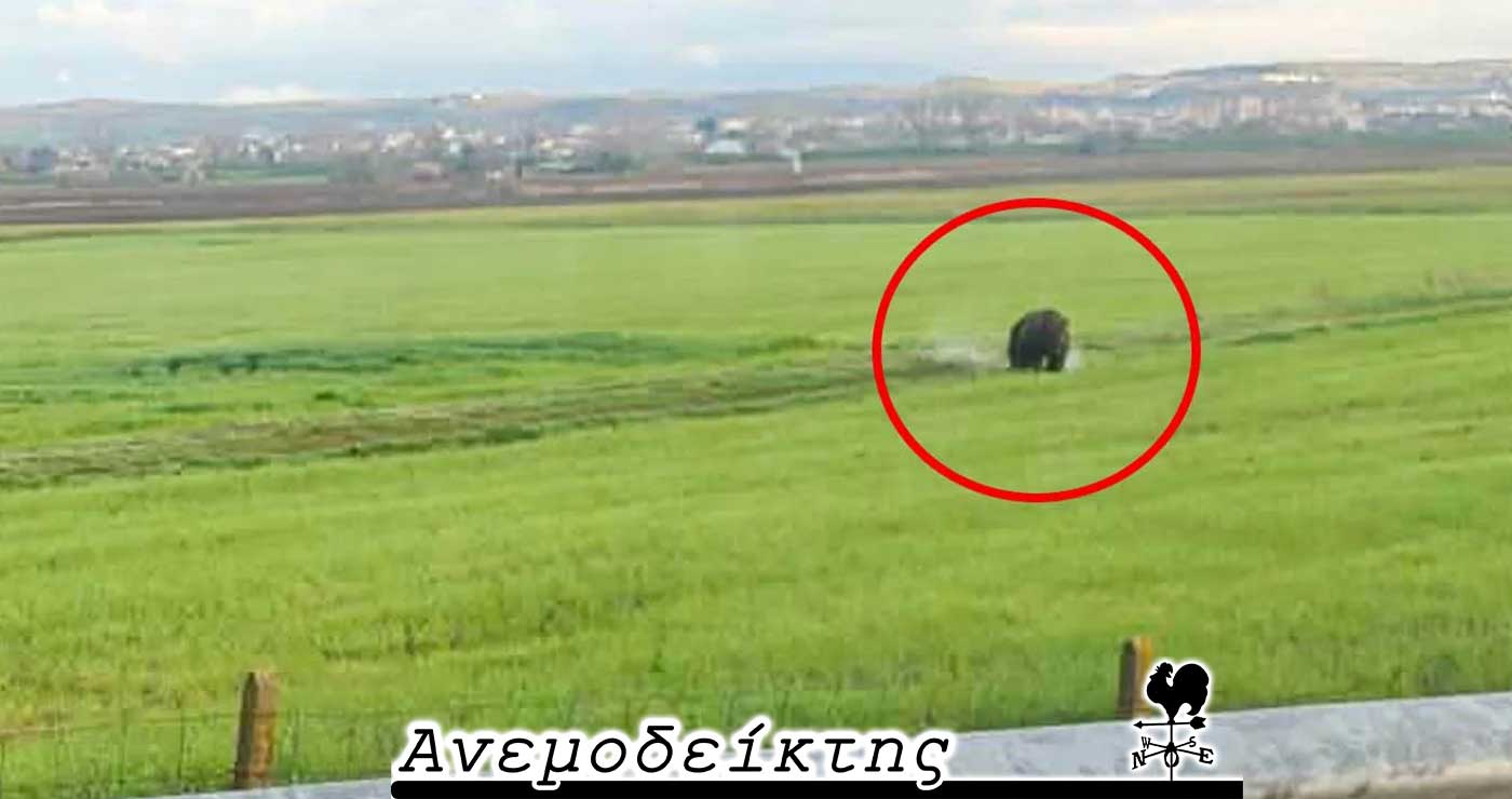 Οι περιπέτειες μιας… αναποφάσιστης αρκούδας! – Ο ΑΝΕΜΟΔΕΙΚΤΗΣ σχολιάζει