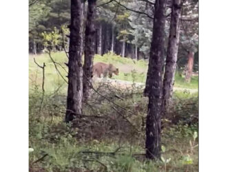 Πρωινός καφές με παρέα… την αρκούδα στο Κουρί Πτολεμαΐδας (Βίντεο)