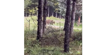 Πρωινός καφές με παρέα… την αρκούδα στο Κουρί Πτολεμαΐδας (Βίντεο)