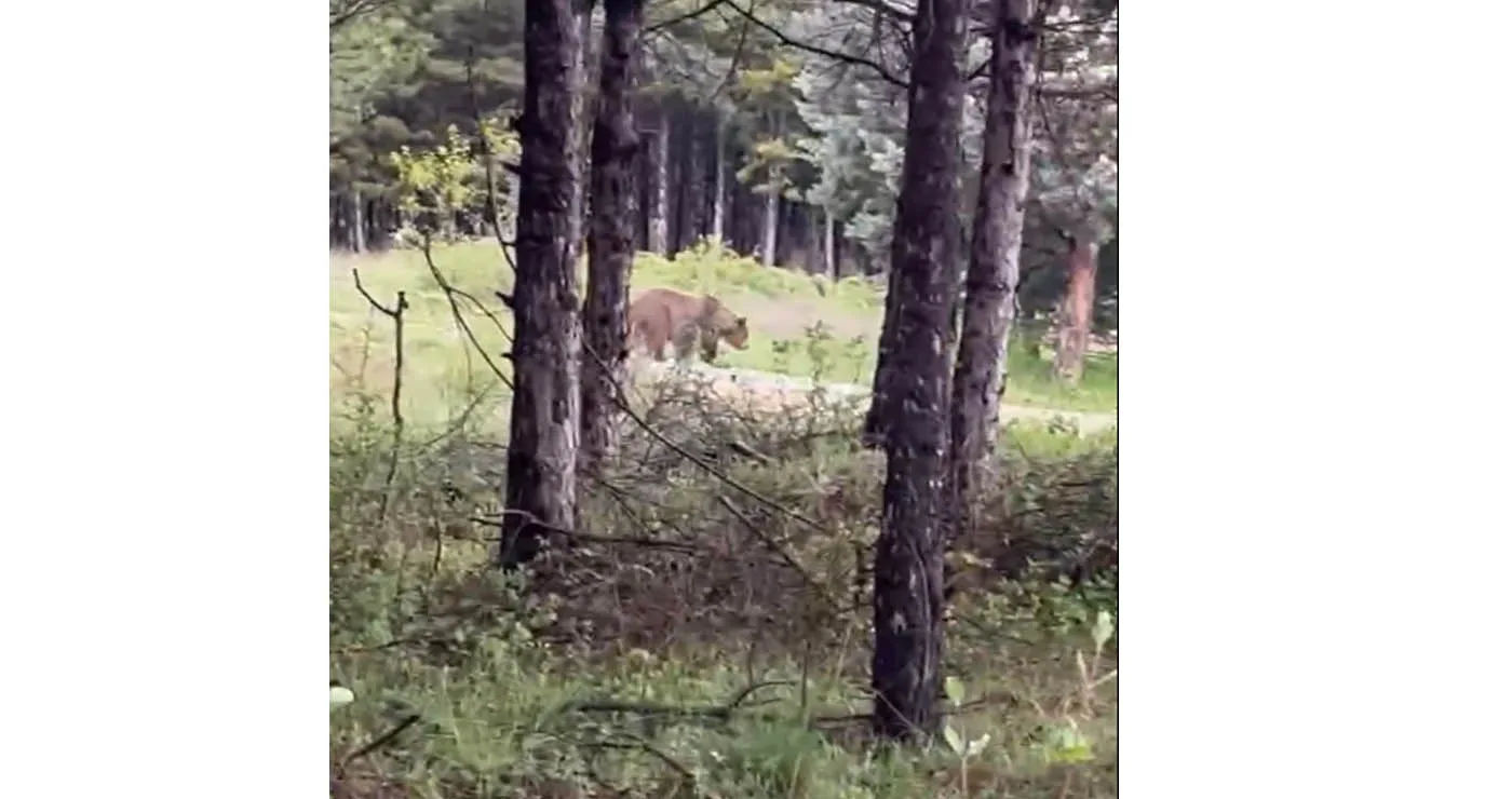 Πρωινός καφές με παρέα… την αρκούδα στο Κουρί Πτολεμαΐδας (Βίντεο)
