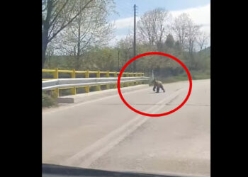 Αρκούδα κοντά στην είσοδο της Γαλάτειας – Καταγράφηκε σε βίντεο πάνω στη γέφυρα