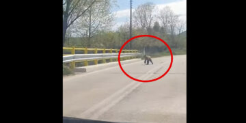 Αρκούδα κοντά στην είσοδο της Γαλάτειας – Καταγράφηκε σε βίντεο πάνω στη γέφυρα