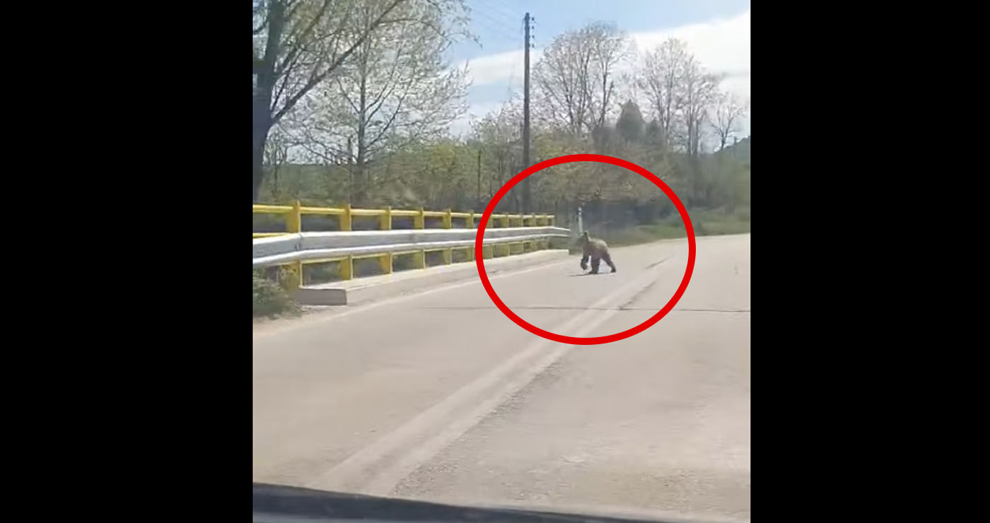 Αρκούδα κοντά στην είσοδο της Γαλάτειας – Καταγράφηκε σε βίντεο πάνω στη γέφυρα