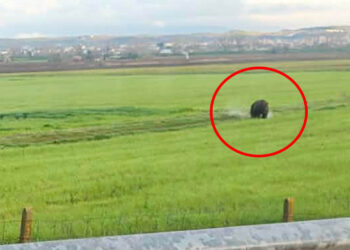 Πτολεμαΐδα: Τεράστια αρκούδα εμφανίστηκε στην έξοδο προς Κοζάνη (Φωτογραφία)