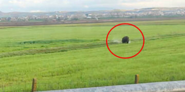 Πτολεμαΐδα: Τεράστια αρκούδα εμφανίστηκε στην έξοδο προς Κοζάνη (Φωτογραφία)