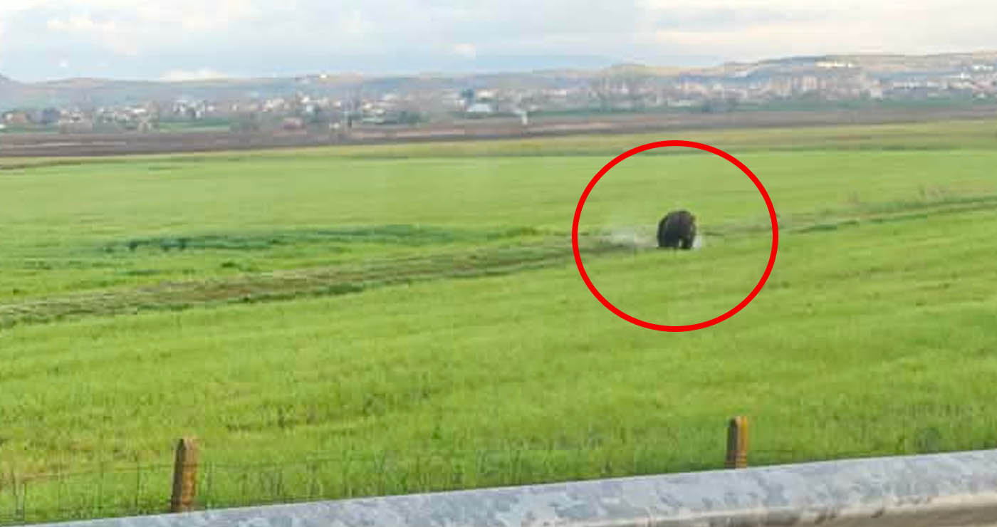 Πτολεμαΐδα: Τεράστια αρκούδα εμφανίστηκε στην έξοδο προς Κοζάνη (Φωτογραφία)